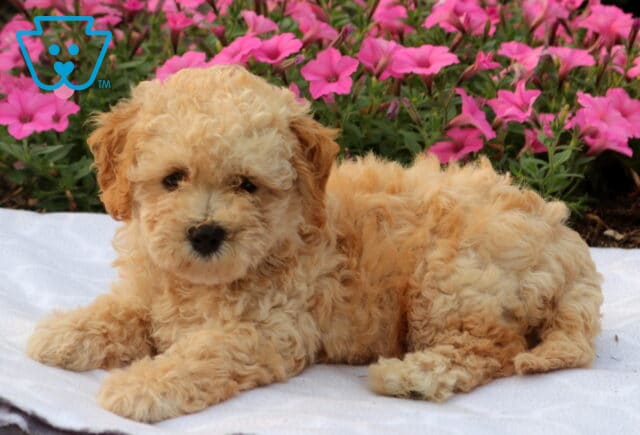 Wes Bichpoo image