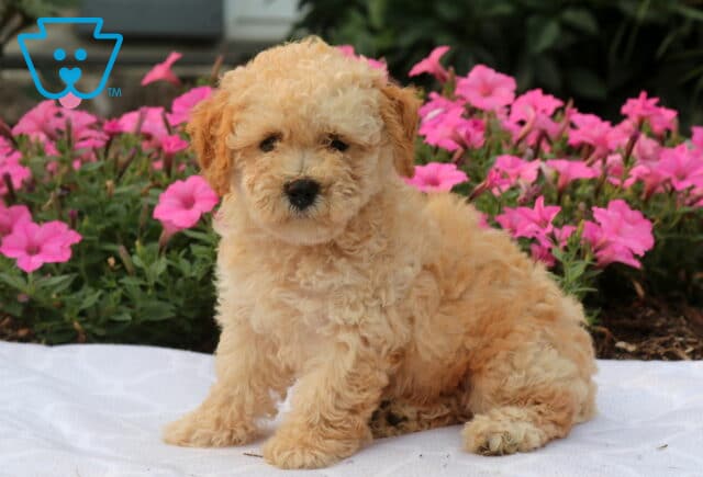Wes Bichpoo2 image