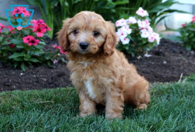 Adorable apricot Cavapoo puppy sitting on fresh green grass with a soft, wavy coat, floppy ears, and a tiny white chest patch, framed by vibrant pink and white flowers in a peaceful garden setting. image