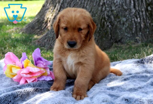 Whopper Golden Retriever image
