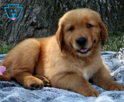 Whopper Golden Retriever2