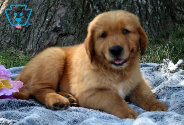 Whopper Golden Retriever2 image