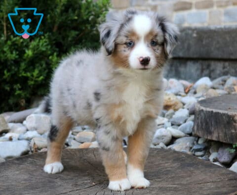 Whopper Mini Aust Shepherd