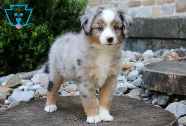 Blue merle Mini Australian Shepherd puppy standing on a rustic tree stump with a fluffy silver-gray merle coat, tan points, bright blue eyes, and a curious expression in a landscaped outdoor setting. image