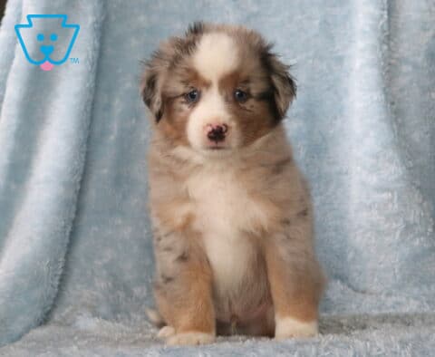 Whopper Mini Aust Shepherd