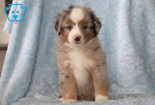 Whopper Mini Aust Shepherd image