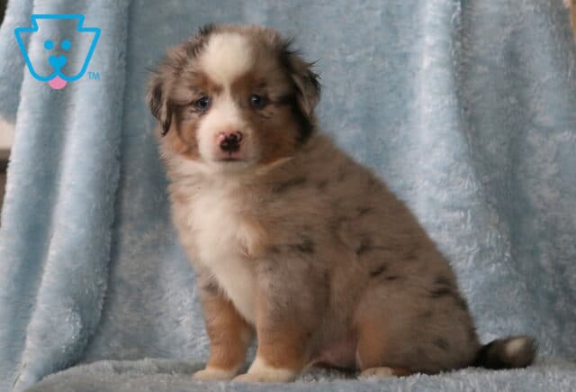 Whopper Mini Aust Shepherd2 image