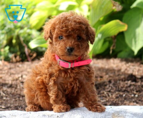 Wiggles Mini Poodle