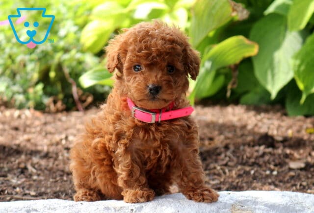 Wiggles Mini Poodle image