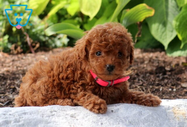 Wiggles Mini Poodle2 image