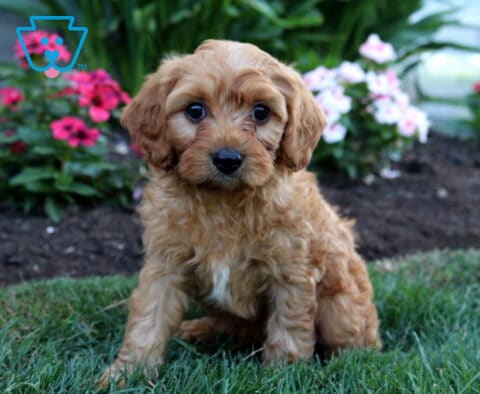Cute apricot Cavapoo puppy with a plush curly coat and expressive dark eyes sitting on green grass, featuring a tiny white chest patch and surrounded by vibrant pink and white garden blooms.