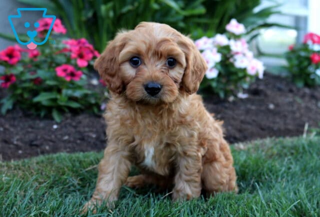 Cute apricot Cavapoo puppy with a plush curly coat and expressive dark eyes sitting on green grass, featuring a tiny white chest patch and surrounded by vibrant pink and white garden blooms. image