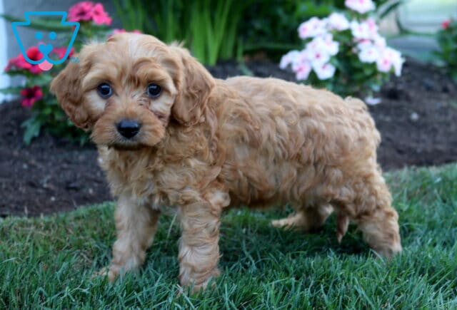 Playful apricot Cavapoo puppy with a fluffy, curly coat standing on green grass, looking curiously toward the camera with bright round eyes, while colorful pink and white flowers create a beautiful garden backdrop. image