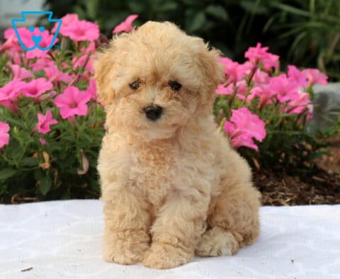 Winnie Bichpoo