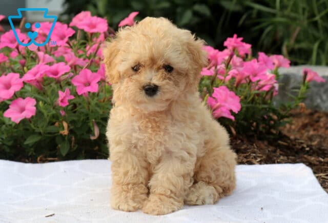 Winnie Bichpoo image