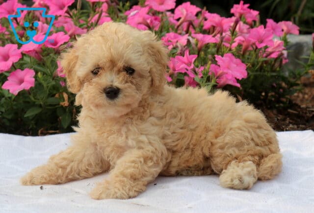 Winnie Bichpoo2 image