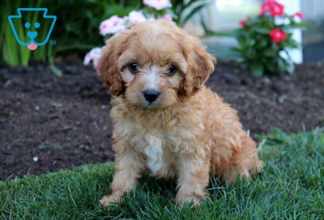 Curly apricot Cavapoo puppy sitting on fresh green grass with a soft wavy coat, tiny white chest patch, and an alert expression, surrounded by colorful flowering plants in a peaceful garden. image