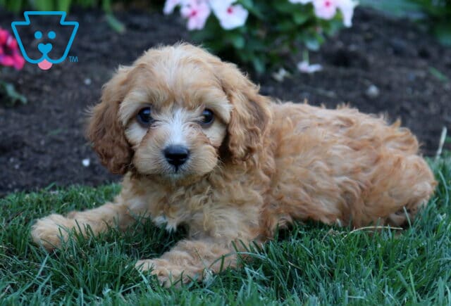 Fluffy apricot Cavapoo puppy relaxing on lush green grass, showing off a soft curly coat, expressive dark eyes, and a sweet face with blooming garden flowers softly blurred in the background. image
