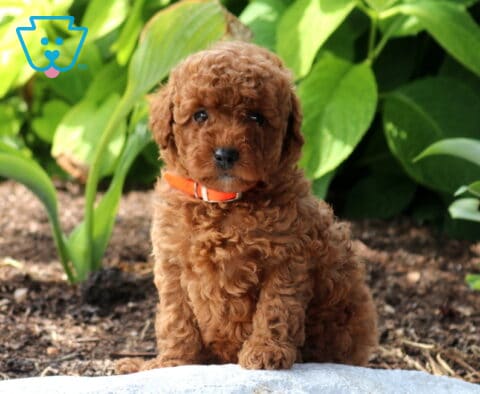 Winnie Mini poodle