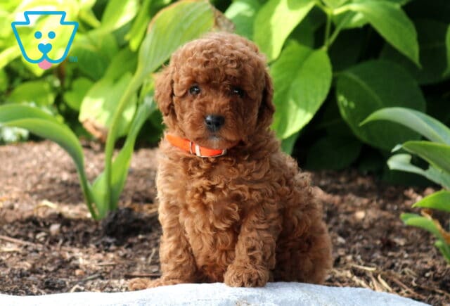 Winnie Mini poodle image