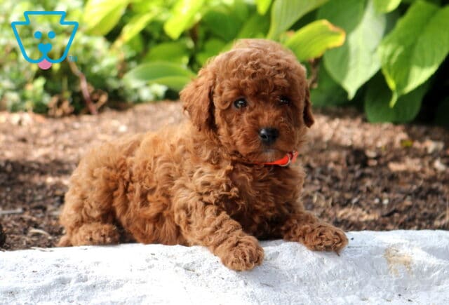 Winnie Mini poodle2 image