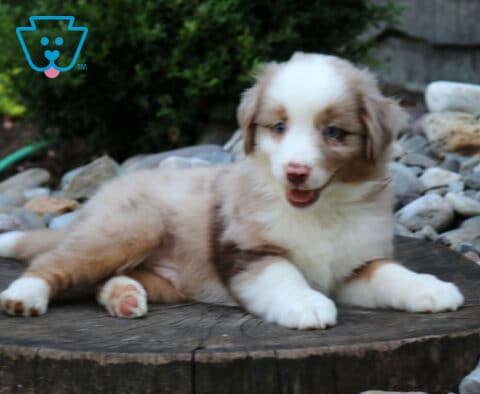 Winston Mini Aust Shepherd