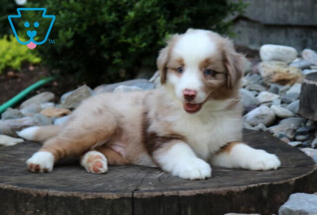 Winston Mini Aust Shepherd image