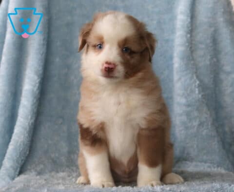 Winston Mini Aust Shepherd