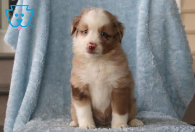 Winston Mini Aust Shepherd image