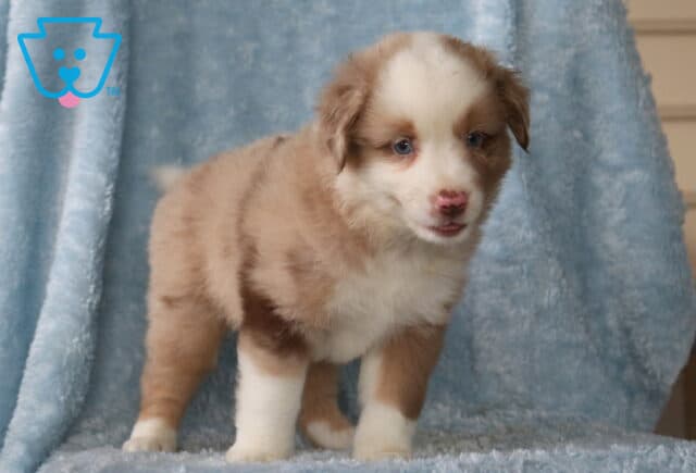 Winston Mini Aust Shepherd2 image