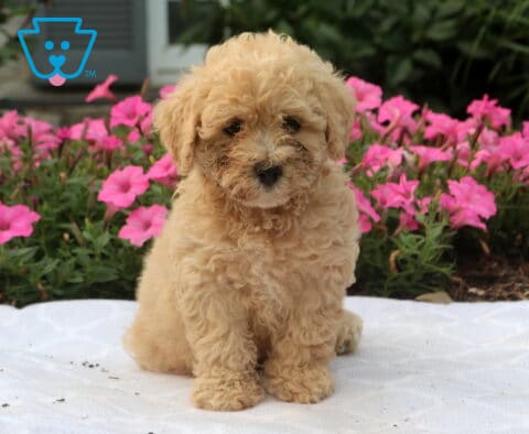Winter Bichpoo