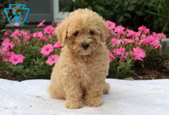 Winter Bichpoo image