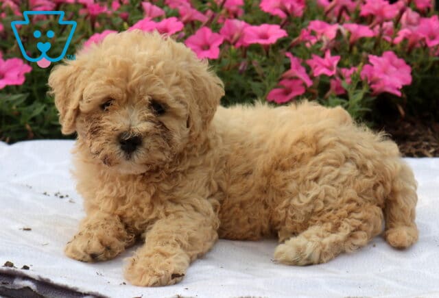 Winter Bichpoo2 image
