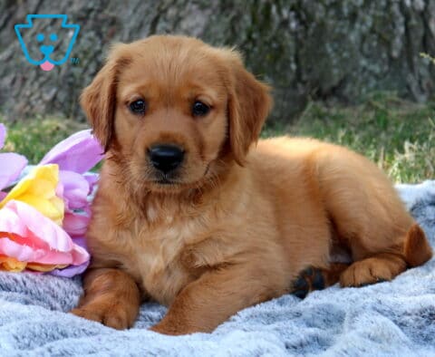 Winter Golden Retriever
