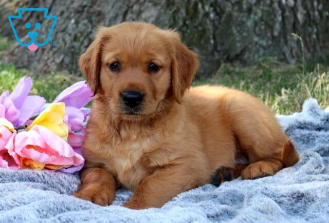 Winter Golden Retriever image
