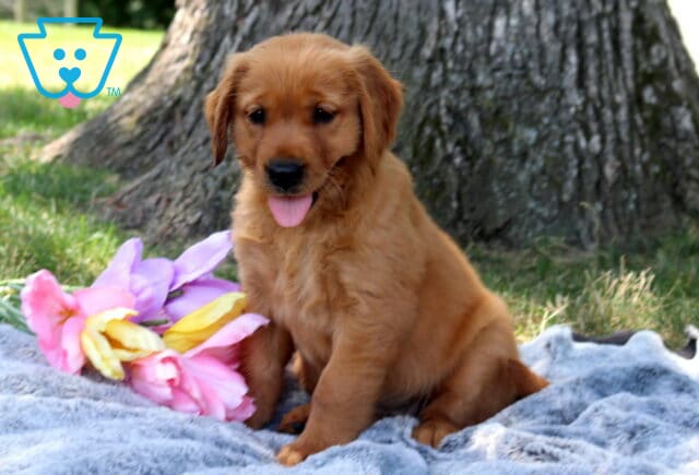Winter Golden Retriever2 image