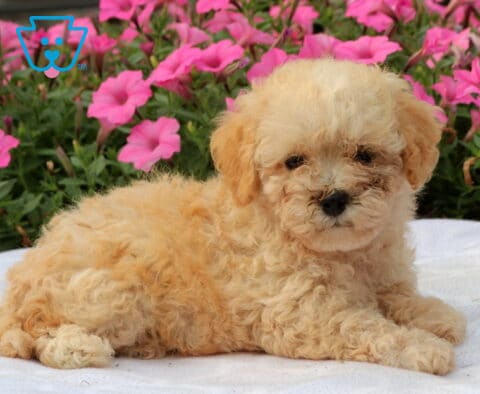 Wish Bichpoo