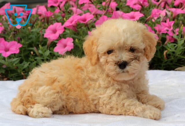 Wish Bichpoo image
