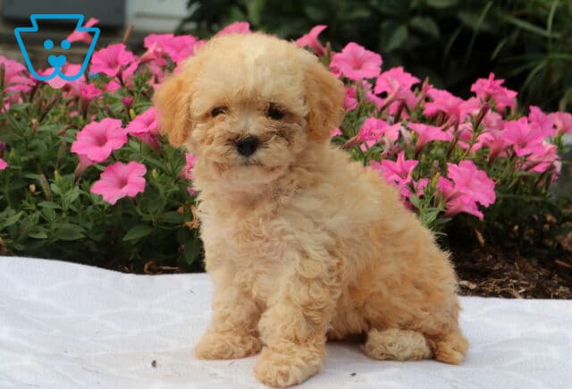 Wish Bichpoo2 image