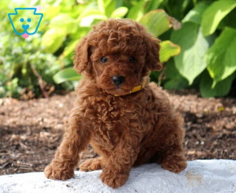 Wish Mini Poodle