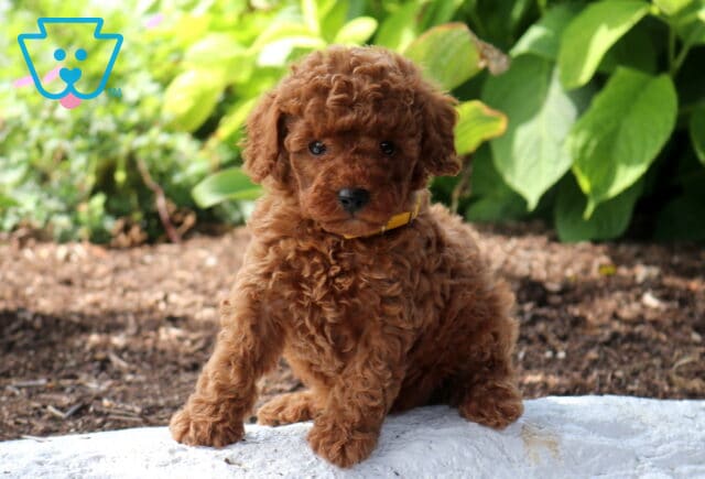 Wish Mini Poodle image