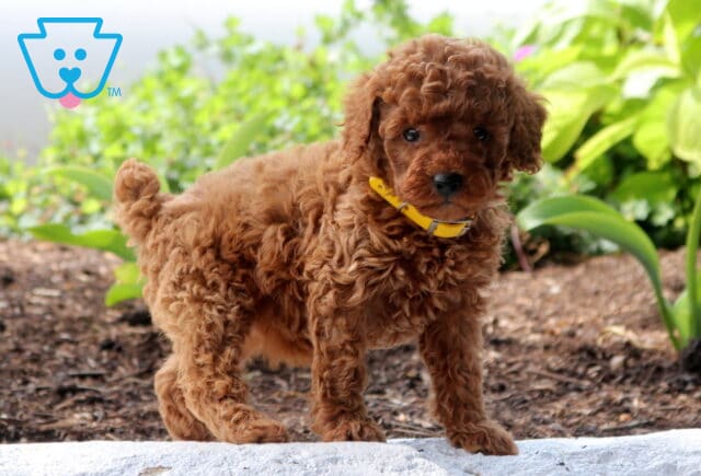 Wish Mini Poodle2 image