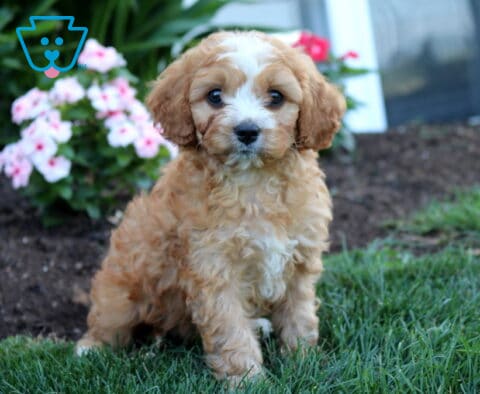 Adorable apricot Cavapoo puppy sitting on lush green grass with a soft curly coat, white facial blaze, and expressive dark eyes, framed by blooming pink flowers in a beautiful garden.