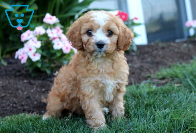 Adorable apricot Cavapoo puppy sitting on lush green grass with a soft curly coat, white facial blaze, and expressive dark eyes, framed by blooming pink flowers in a beautiful garden. image