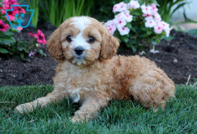 Sweet apricot Cavapoo puppy relaxing on vibrant green grass with a fluffy curly coat, white blaze, and soulful dark eyes, posing in front of colorful blooming garden flowers. image