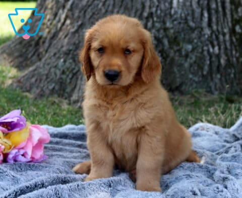 Wishes Golden Retriever