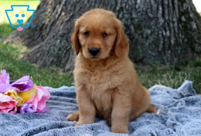 Wishes Golden Retriever image