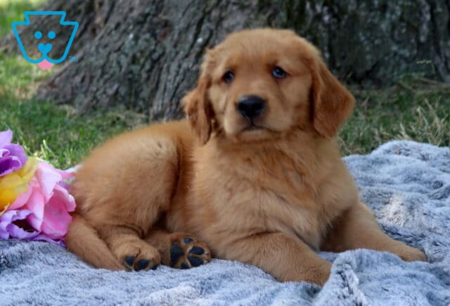Wishes Golden Retriever2 image