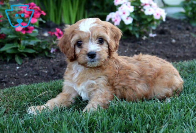 Woody Cavapoo image