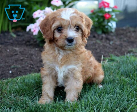 Woody Cavapoo2